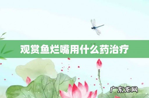 观赏鱼烂嘴用什么药治疗