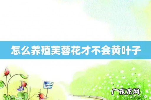 怎么养殖芙蓉花才不会黄叶子