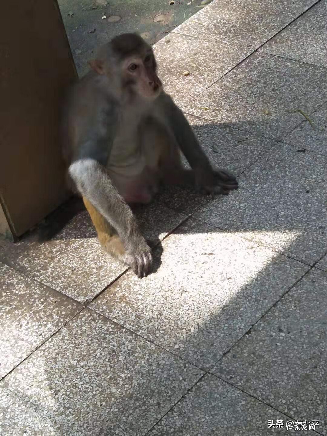 隆安屏山事件 隆安屏山上下孟风水