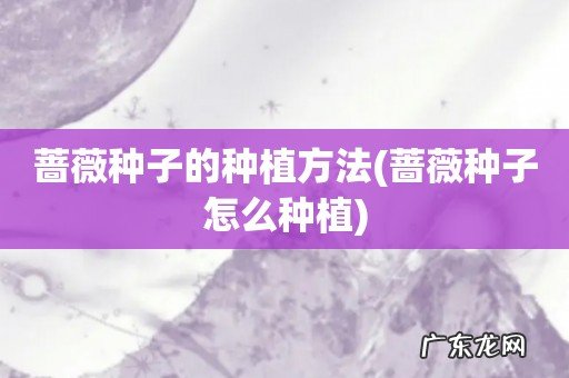 蔷薇种子怎么种植 蔷薇种子的种植方法