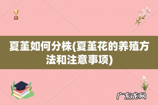 夏堇花的养殖方法和注意事项 夏堇如何分株