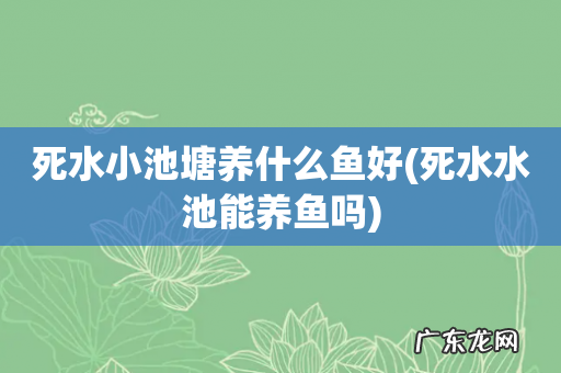 死水水池能养鱼吗 死水小池塘养什么鱼好
