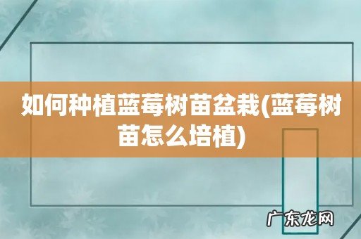 蓝莓树苗怎么培植 如何种植蓝莓树苗盆栽