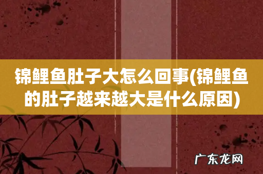 锦鲤鱼的肚子越来越大是什么原因 锦鲤鱼肚子大怎么回事