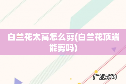 白兰花顶端能剪吗 白兰花太高怎么剪