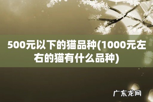 1000元左右的猫有什么品种 500元以下的猫品种