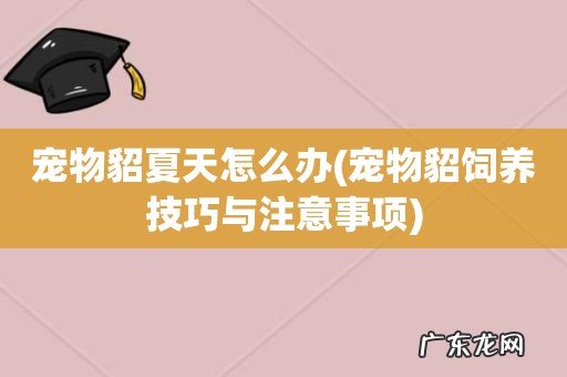 宠物貂饲养技巧与注意事项 宠物貂夏天怎么办