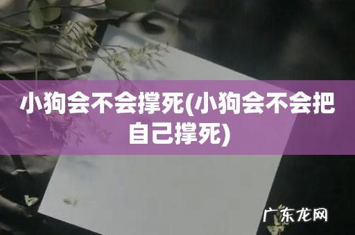 小狗会不会把自己撑死 小狗会不会撑死
