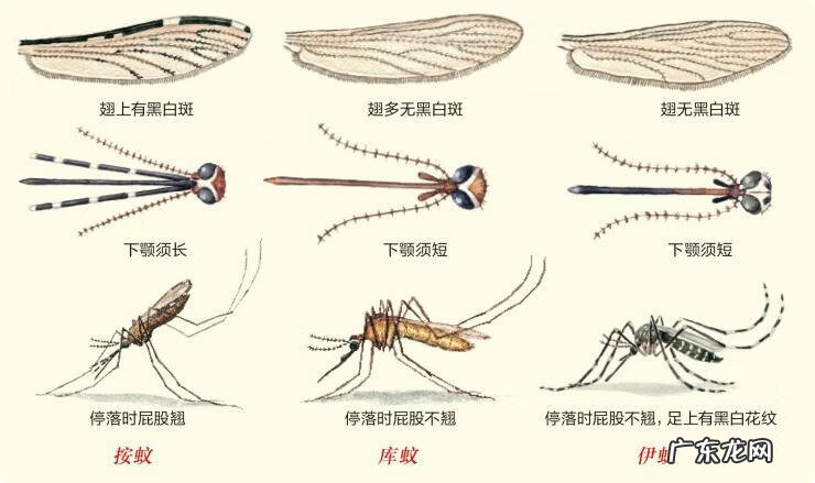 被蚊子咬了很多包怎么止痒 蚊子包怎么快速消肿止痒最快