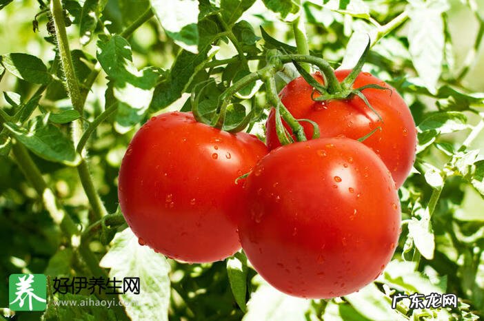 西红柿禁忌什么一起吃 吃西红柿的12个禁忌