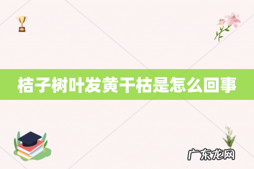 桔子树叶发黄干枯是怎么回事