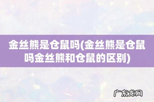 金丝熊是仓鼠吗金丝熊和仓鼠的区别 金丝熊是仓鼠吗