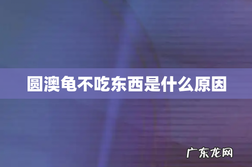 圆澳龟不吃东西是什么原因