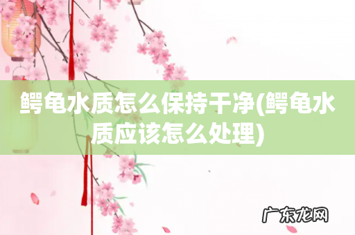 鳄龟水质应该怎么处理 鳄龟水质怎么保持干净