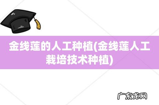 金线莲人工栽培技术种植 金线莲的人工种植