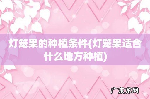 灯笼果适合什么地方种植 灯笼果的种植条件