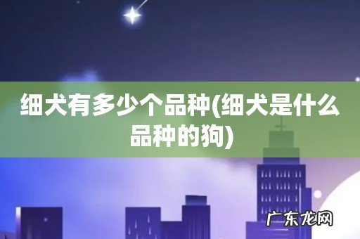 细犬是什么品种的狗 细犬有多少个品种