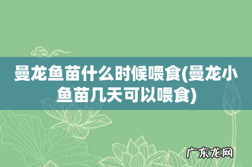 曼龙小鱼苗几天可以喂食 曼龙鱼苗什么时候喂食