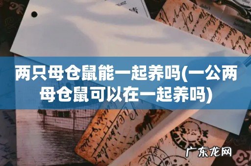 一公两母仓鼠可以在一起养吗 两只母仓鼠能一起养吗