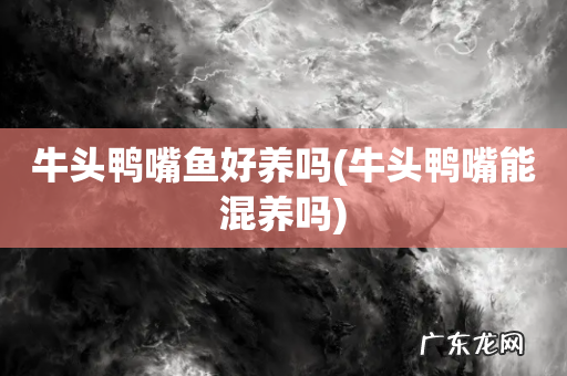 牛头鸭嘴能混养吗 牛头鸭嘴鱼好养吗