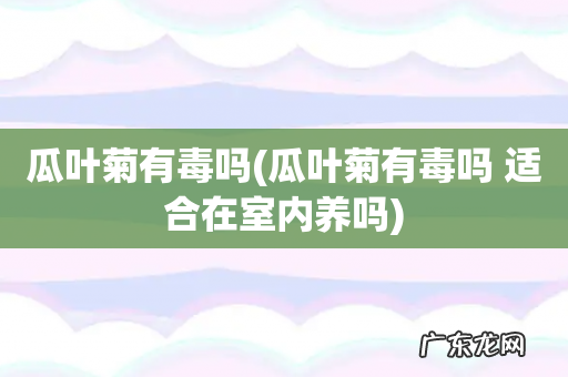 瓜叶菊有毒吗 适合在室内养吗 瓜叶菊有毒吗