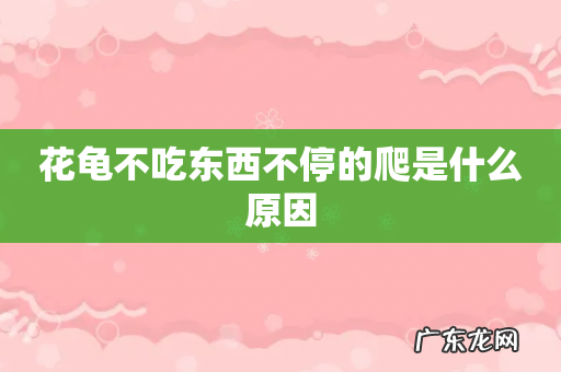 花龟不吃东西不停的爬是什么原因