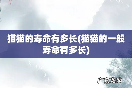 猫猫的一般寿命有多长 猫猫的寿命有多长