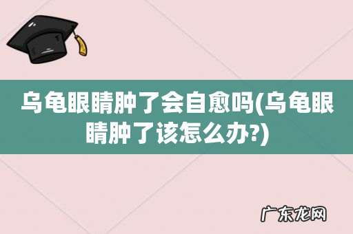 乌龟眼睛肿了该怎么办? 乌龟眼睛肿了会自愈吗