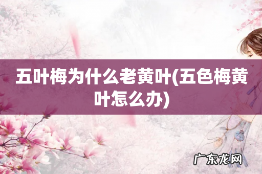 五色梅黄叶怎么办 五叶梅为什么老黄叶