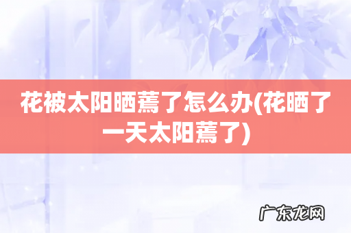 花晒了一天太阳蔫了 花被太阳晒蔫了怎么办
