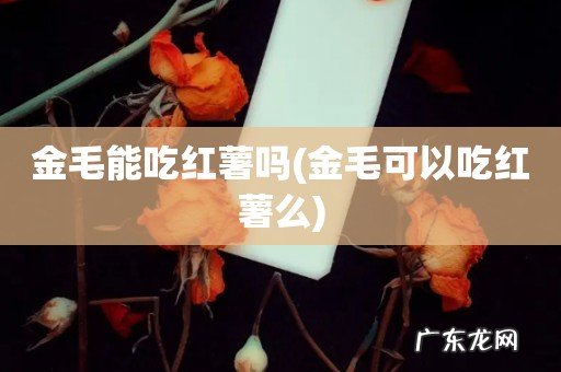 金毛可以吃红薯么 金毛能吃红薯吗