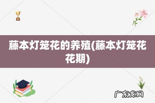 藤本灯笼花花期 藤本灯笼花的养殖