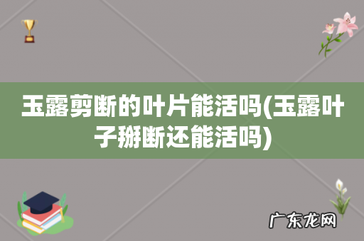 玉露叶子掰断还能活吗 玉露剪断的叶片能活吗