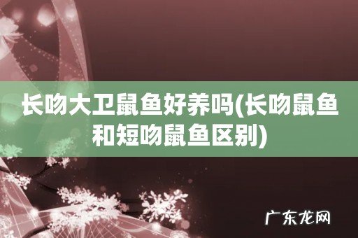 长吻鼠鱼和短吻鼠鱼区别 长吻大卫鼠鱼好养吗