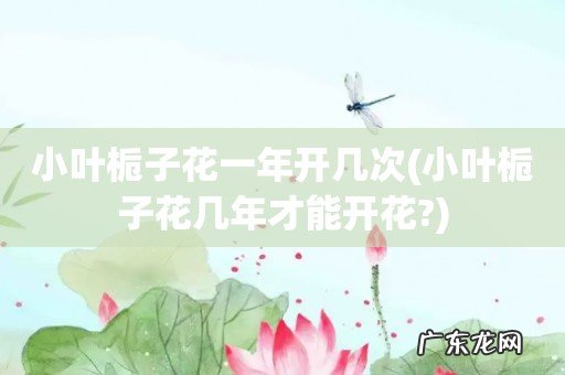 小叶栀子花几年才能开花? 小叶栀子花一年开几次