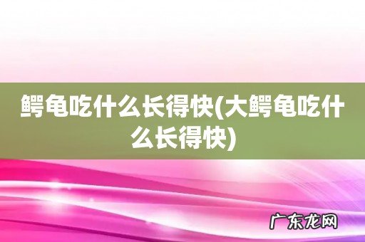 大鳄龟吃什么长得快 鳄龟吃什么长得快