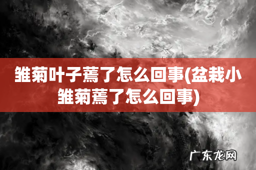 盆栽小雏菊蔫了怎么回事 雏菊叶子蔫了怎么回事