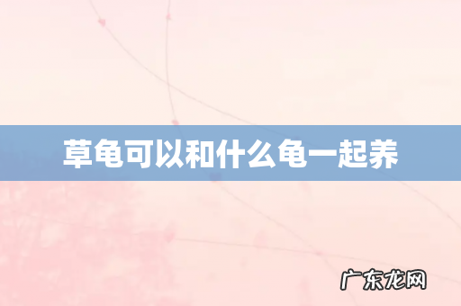 草龟可以和什么龟一起养