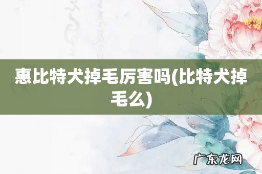 比特犬掉毛么 惠比特犬掉毛厉害吗