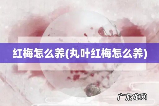 丸叶红梅怎么养 红梅怎么养