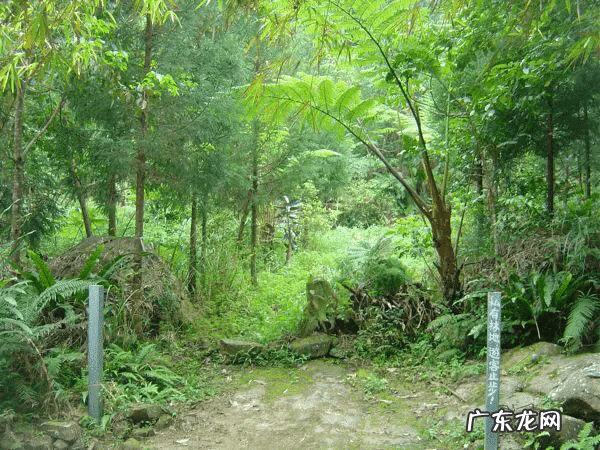 坟地前面有树的风水好不好 坟前有树枝遮挡好不好