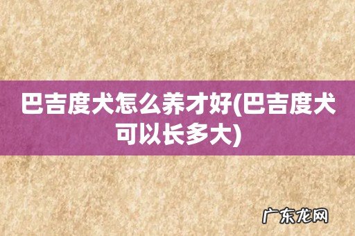 巴吉度犬可以长多大 巴吉度犬怎么养才好
