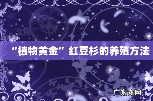 “植物黄金”红豆杉的养殖方法