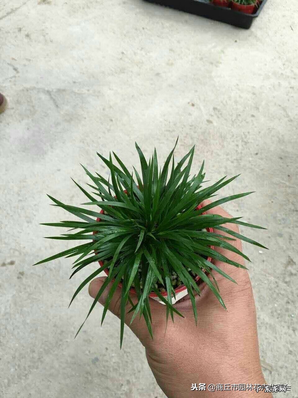 如何养好菖蒲盆景 怎样养好菖蒲盆景