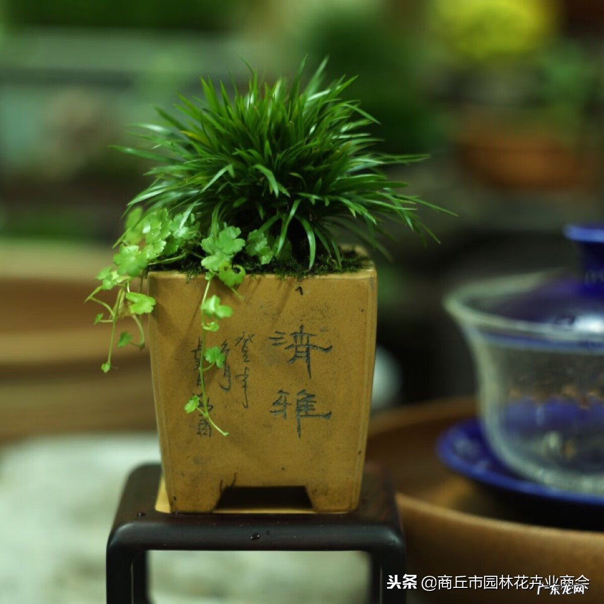 如何养好菖蒲盆景 怎样养好菖蒲盆景