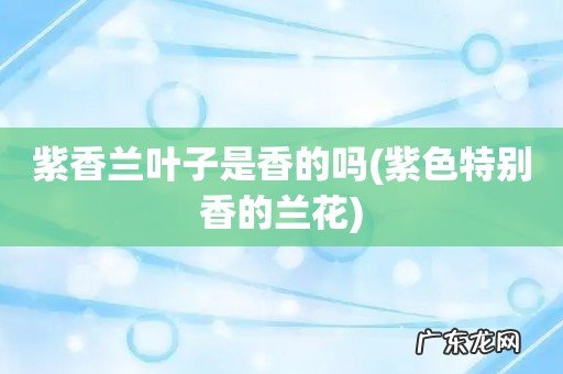 紫色特别香的兰花 紫香兰叶子是香的吗