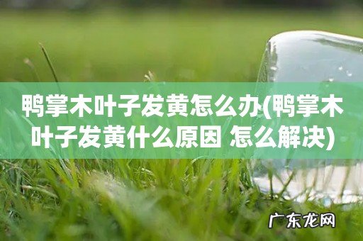 鸭掌木叶子发黄什么原因 怎么解决 鸭掌木叶子发黄怎么办