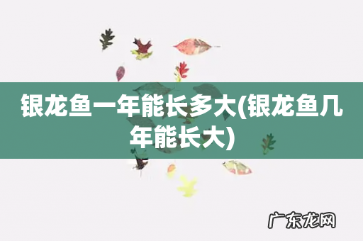 银龙鱼几年能长大 银龙鱼一年能长多大