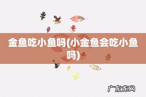 小金鱼会吃小鱼吗 金鱼吃小鱼吗