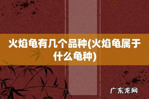火焰龟属于什么龟种 火焰龟有几个品种